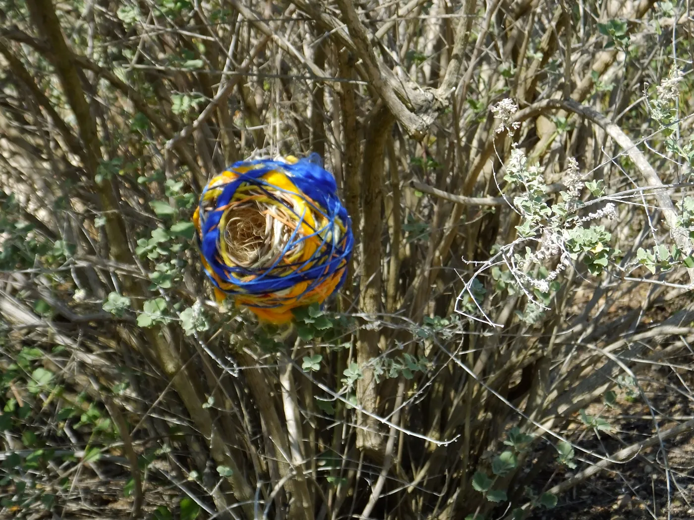 Dormant Dreams Yarn Blast, Desert Section Bird's Nest