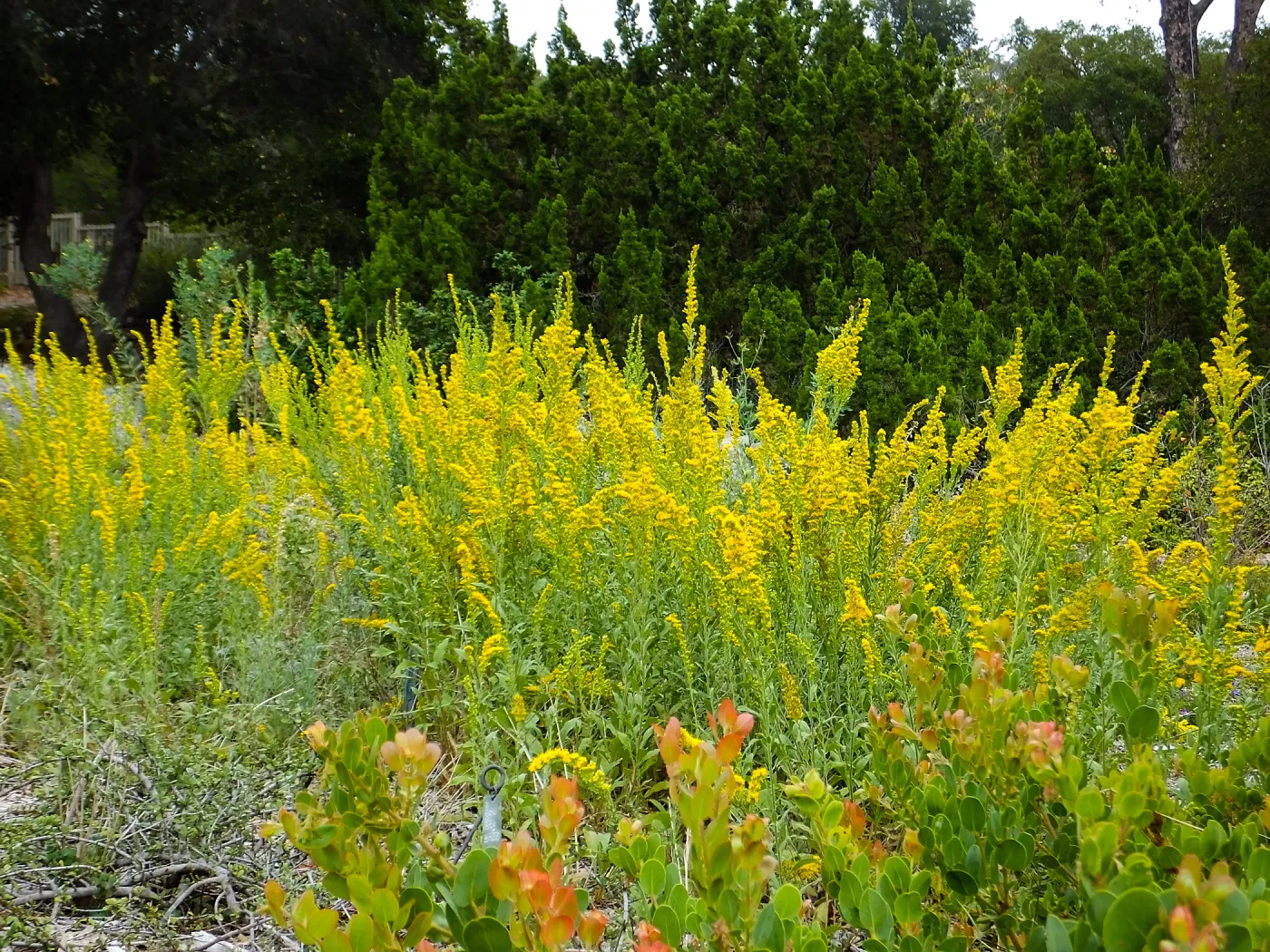 California Goldenrod