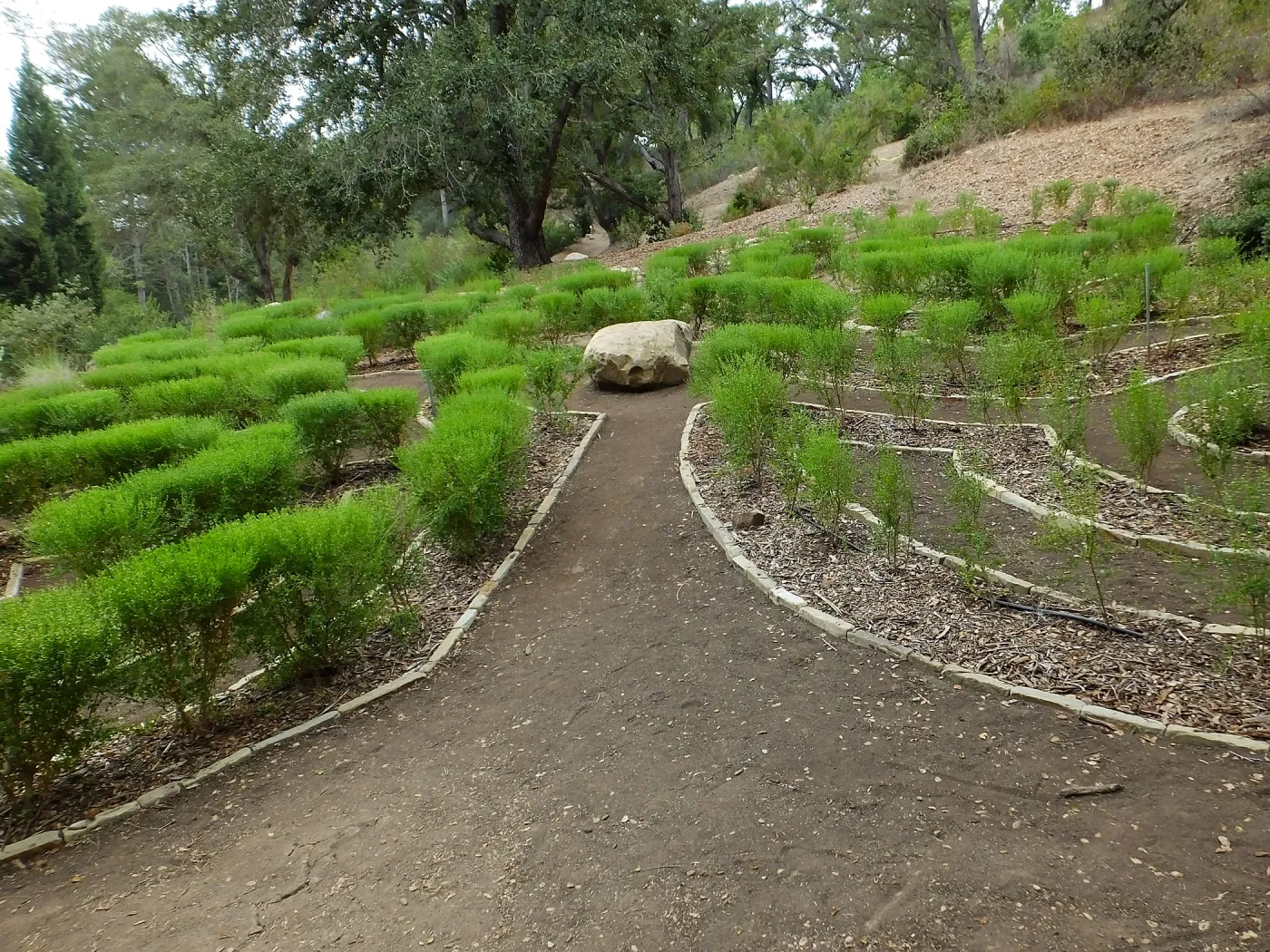 Centennial Maze