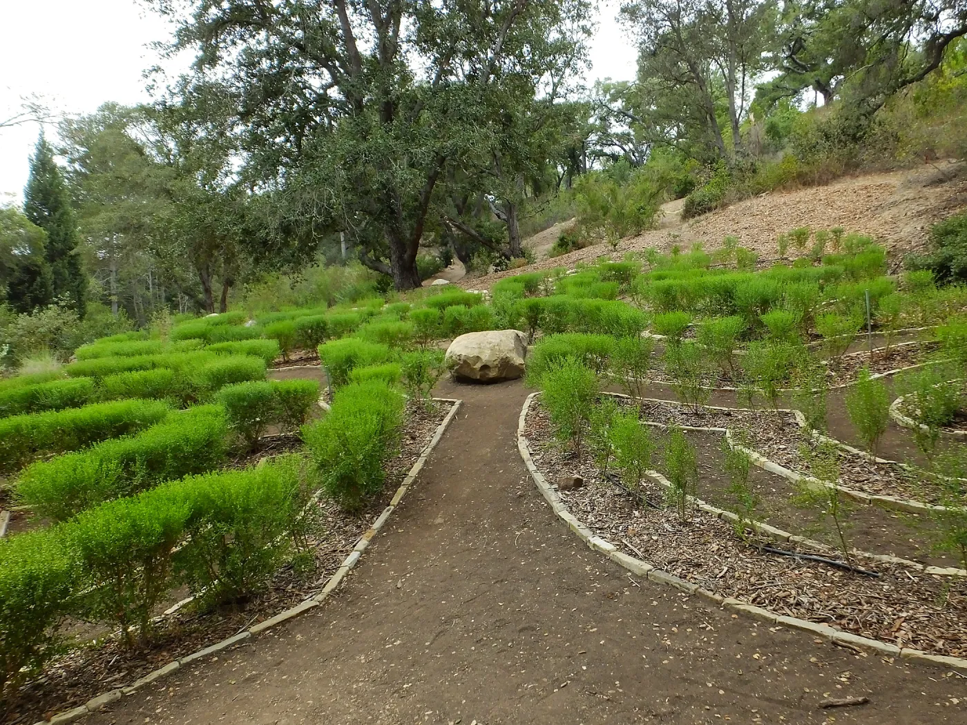 Centennial Maze