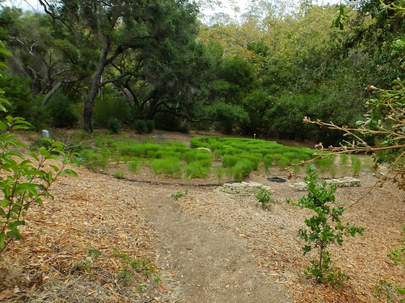 Centennial Maze
