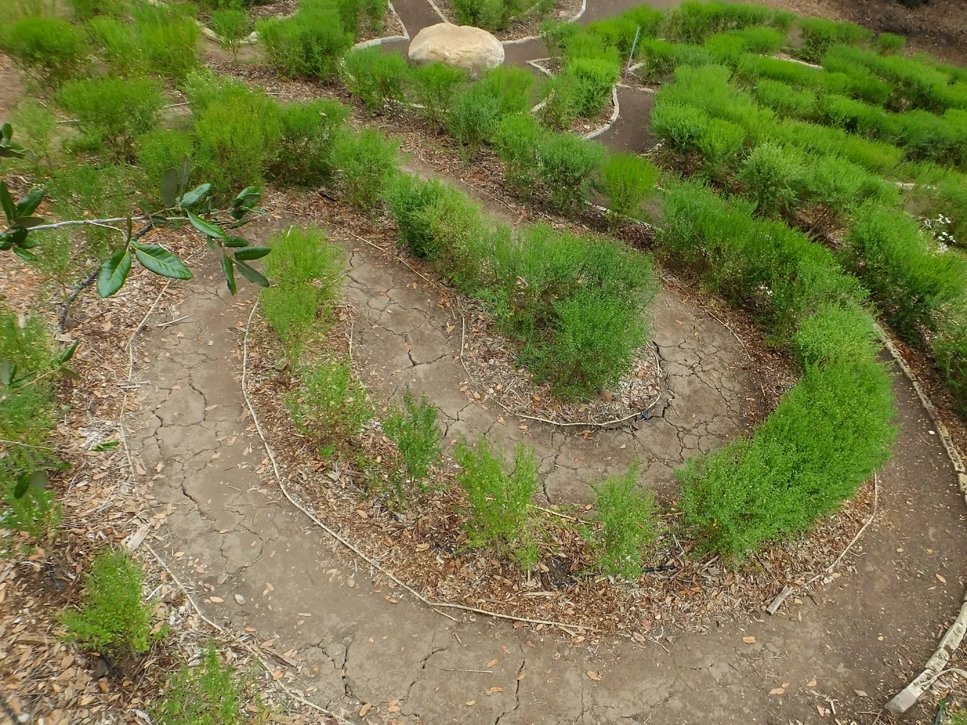 Centennial Maze
