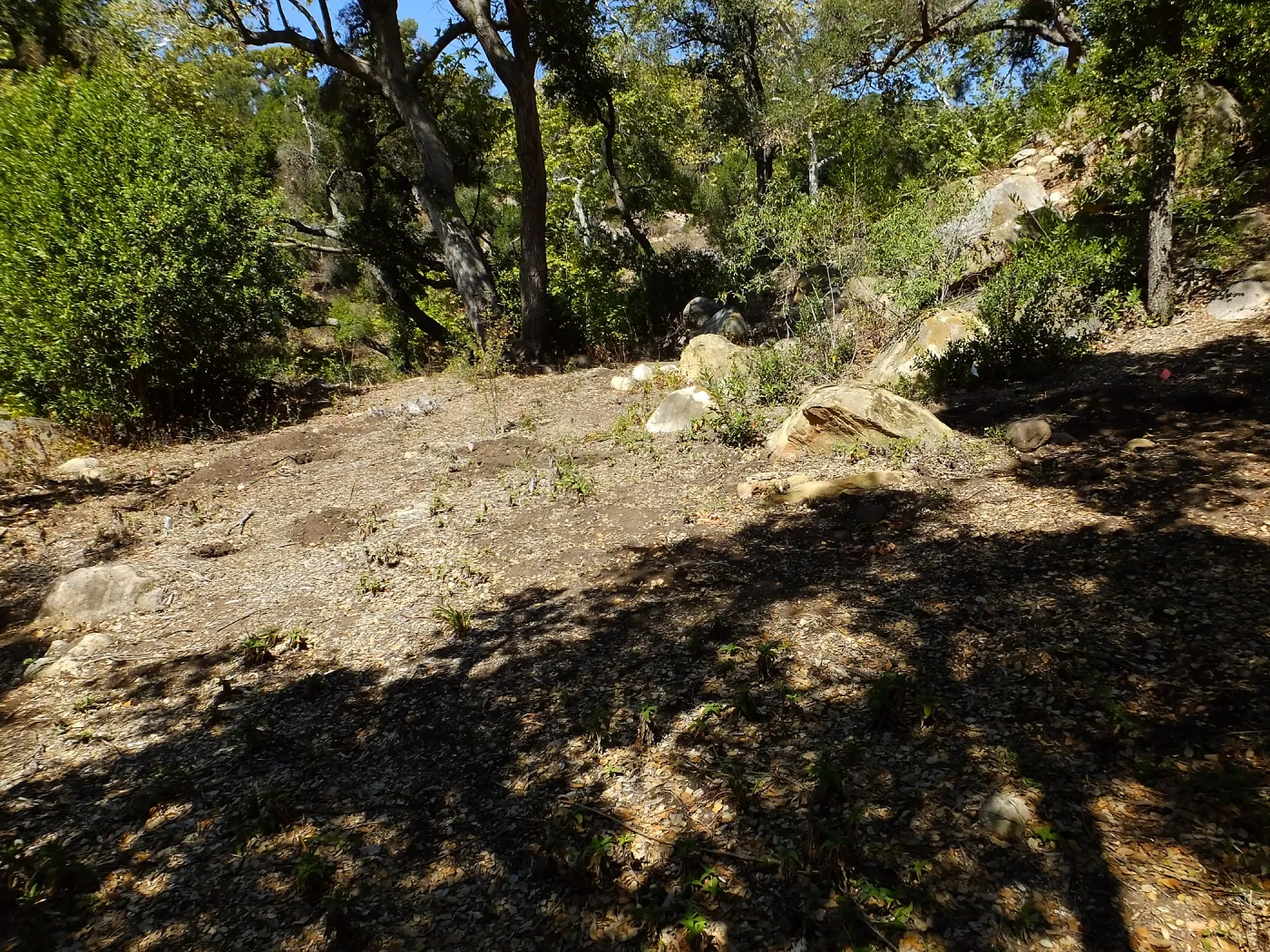 Wooded Dell site preparation