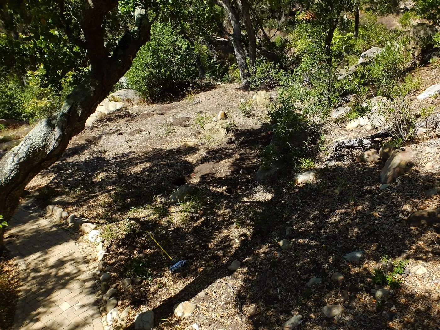 Wooded Dell site preparation