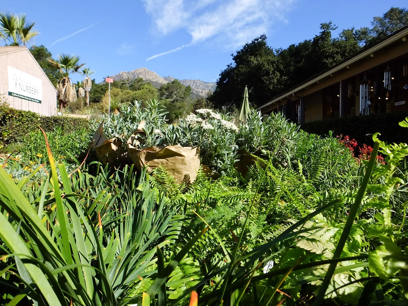 Fall Plant Sale 2015 preparations