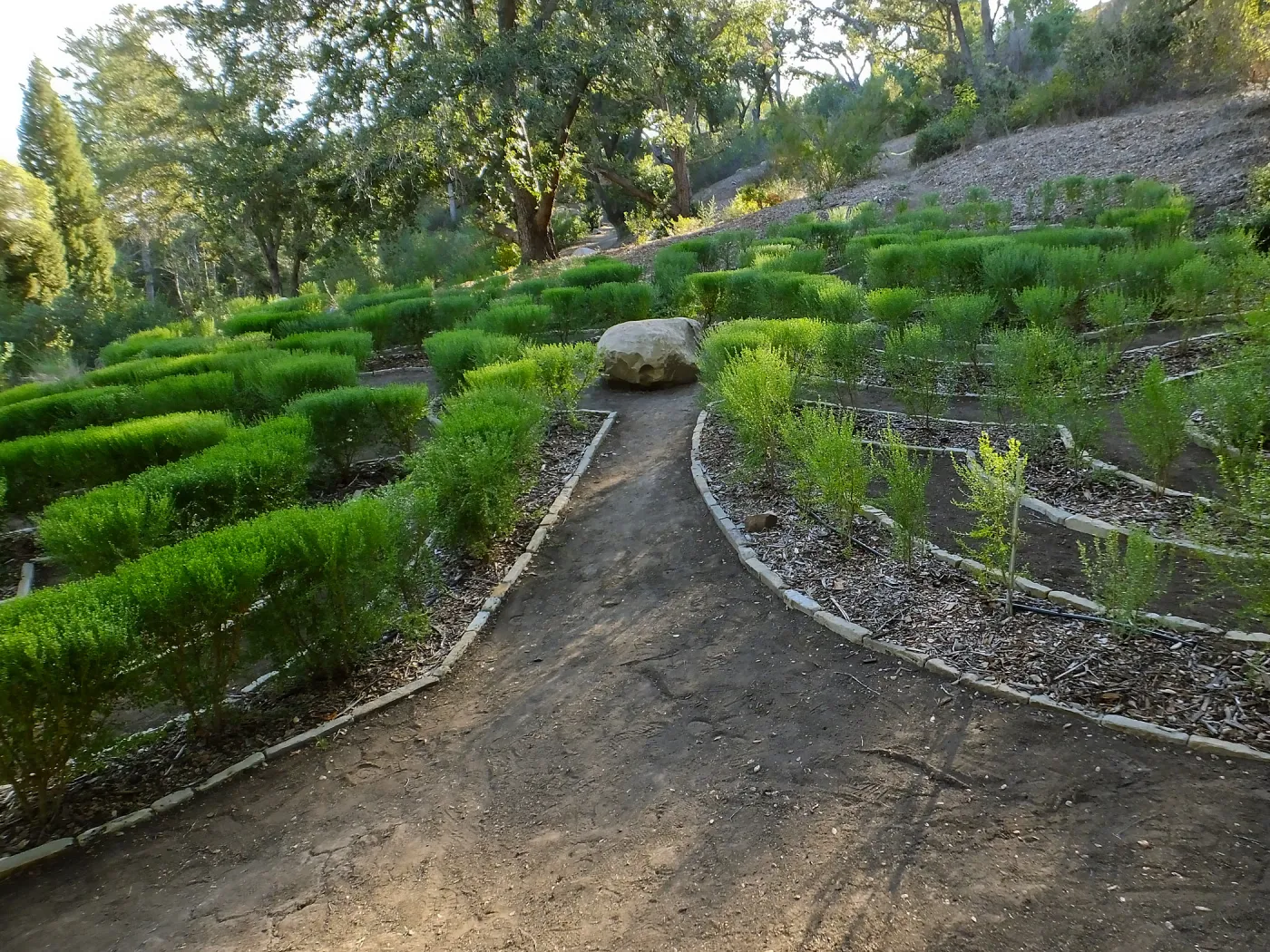 Centennial Maze