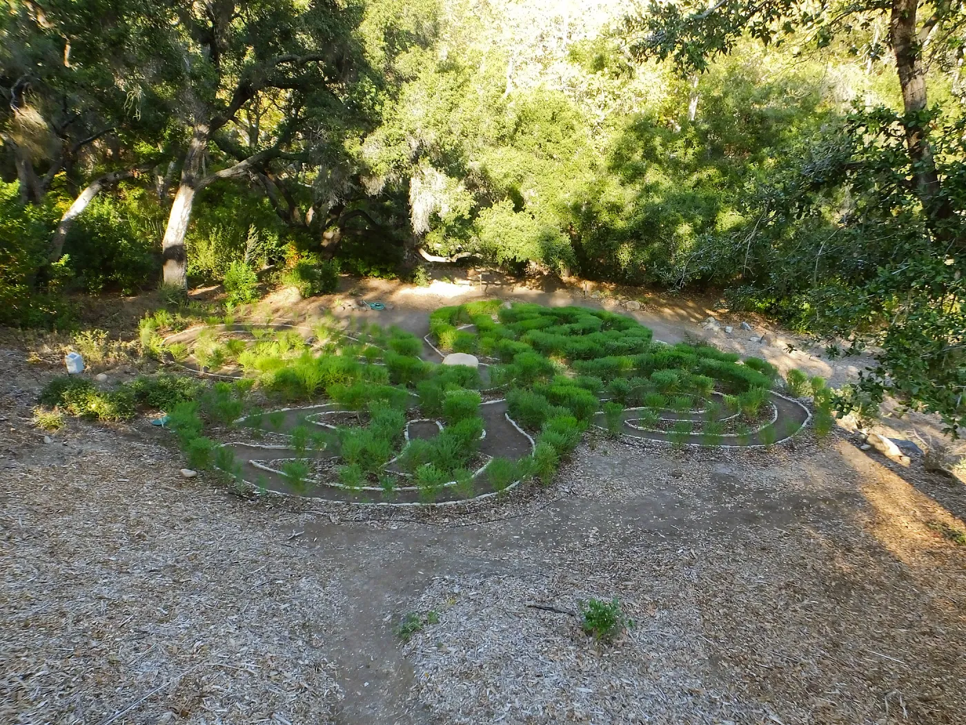 Centennial Maze