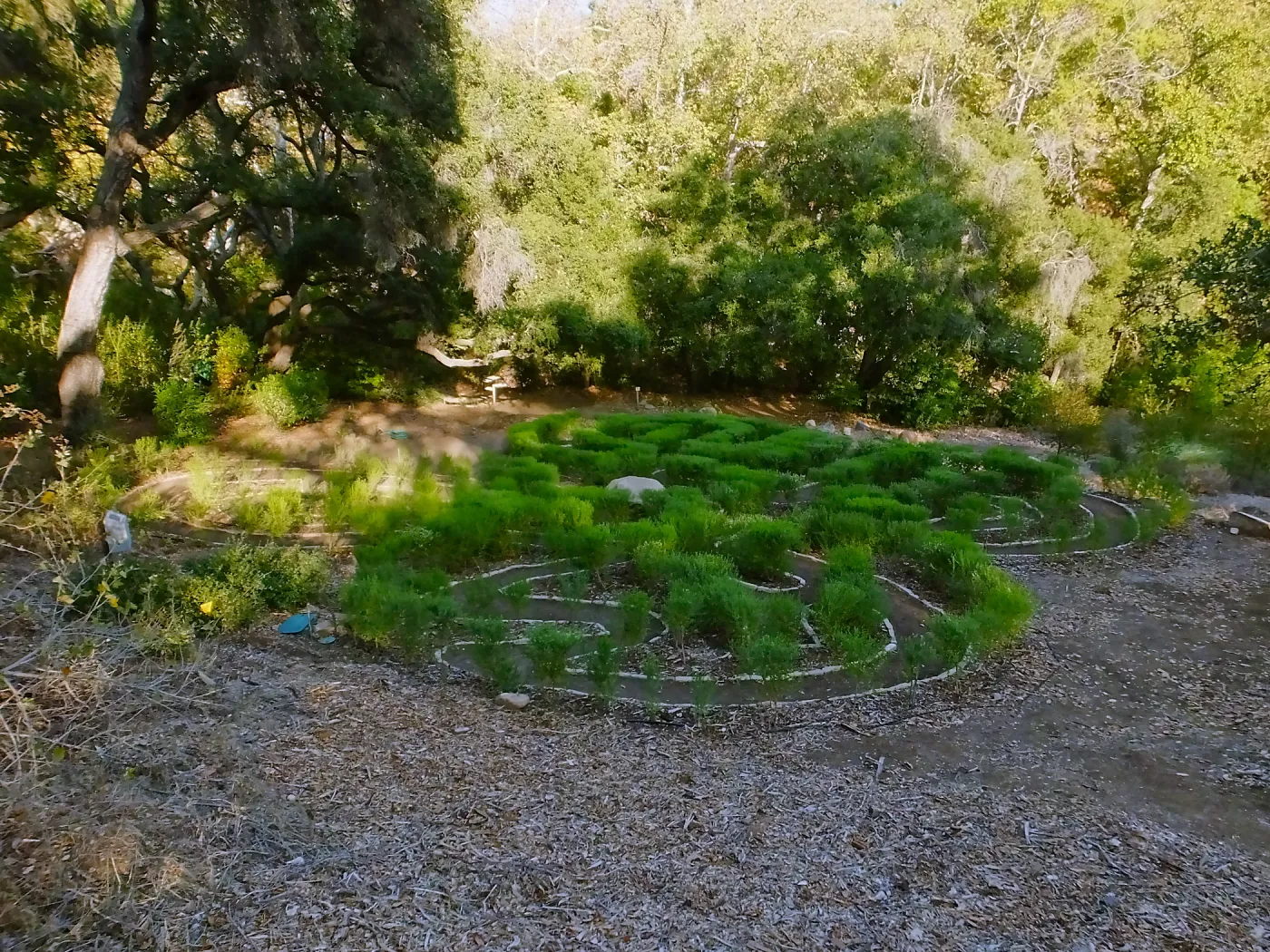 Centennial Maze