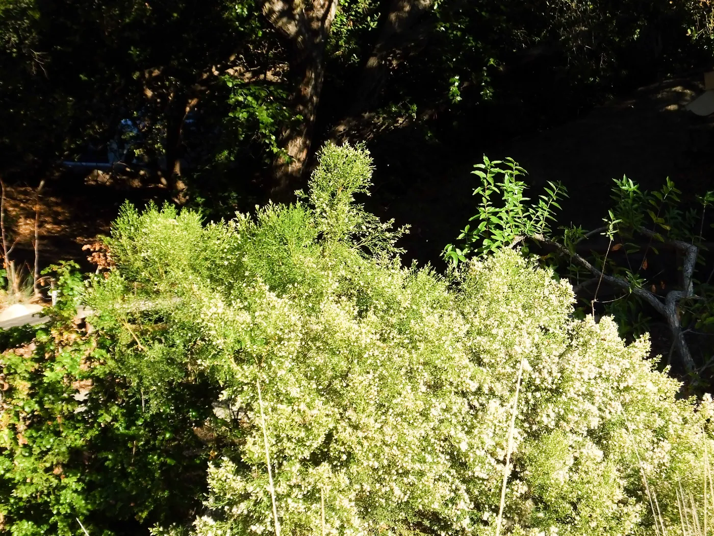 Baccharis near the Entry Kiosk