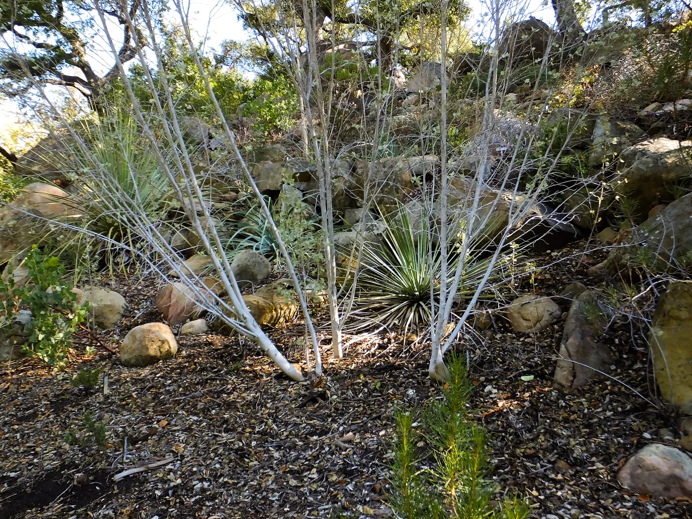 Chaparral Mallow on the Campbell Trail