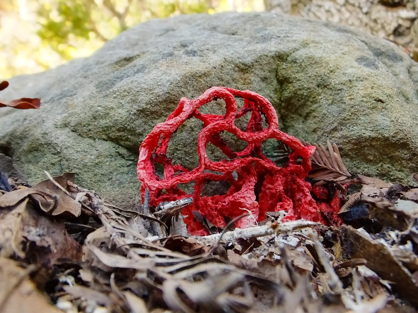 Red-Cage Fungus, Latticed Stinkhorn, Clathrus ruber in the Redwood Section
