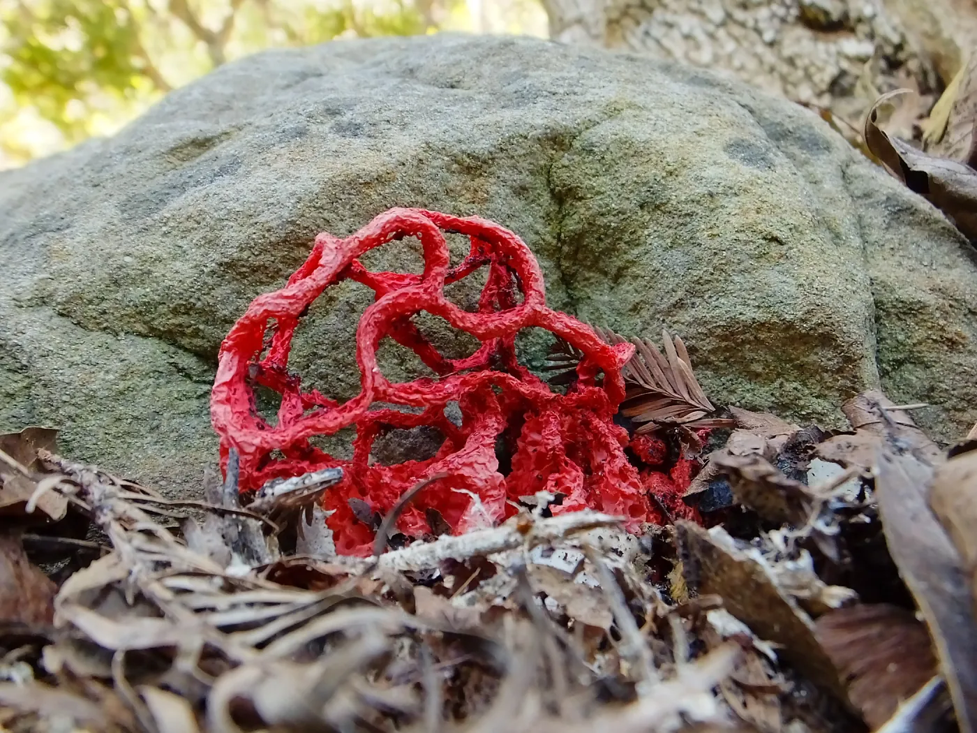 Red-Cage Fungus, Latticed Stinkhorn, Clathrus ruber in the Redwood Section