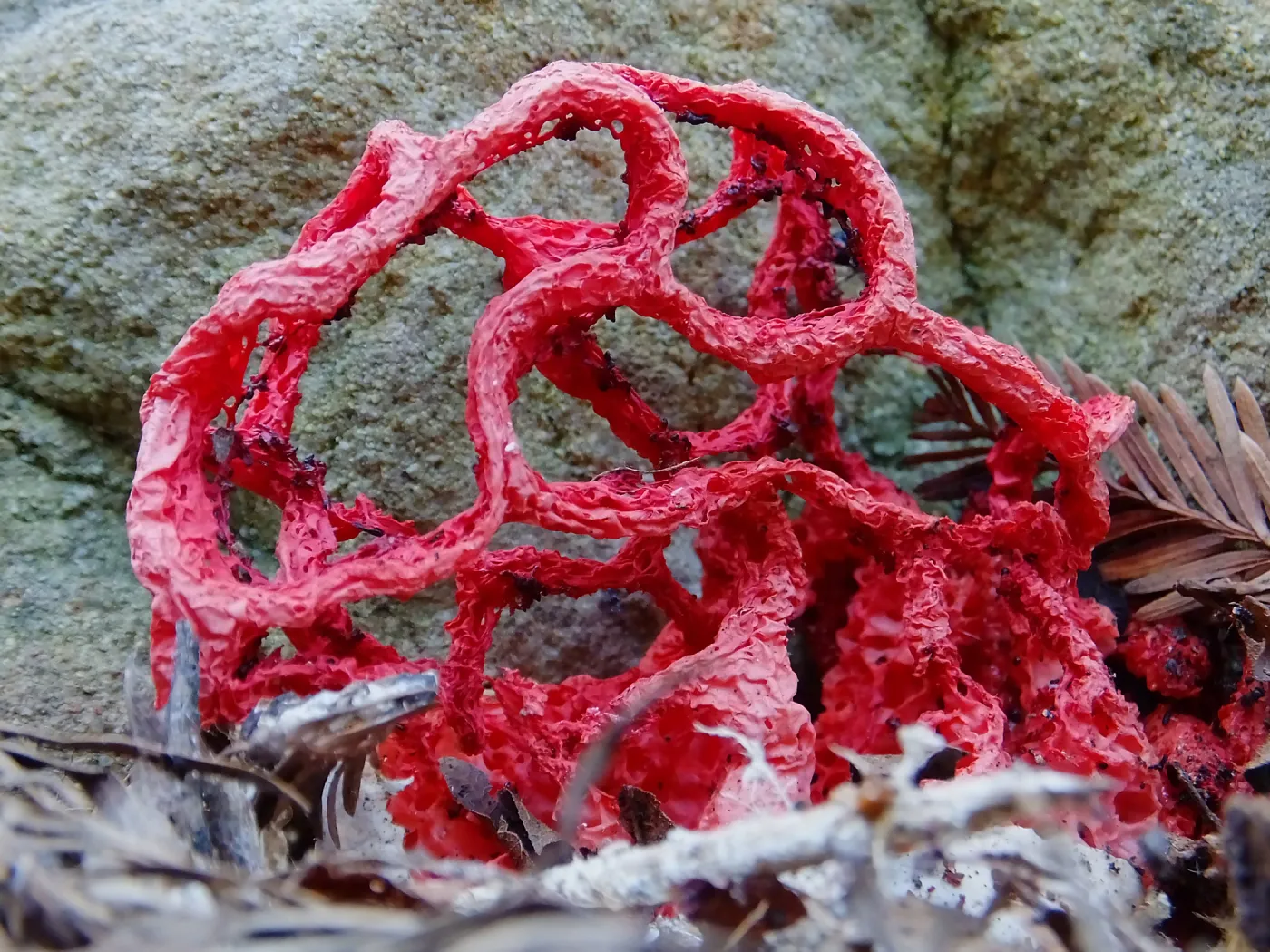 Red-Cage Fungus, Latticed Stinkhorn, Clathrus ruber in the Redwood Section