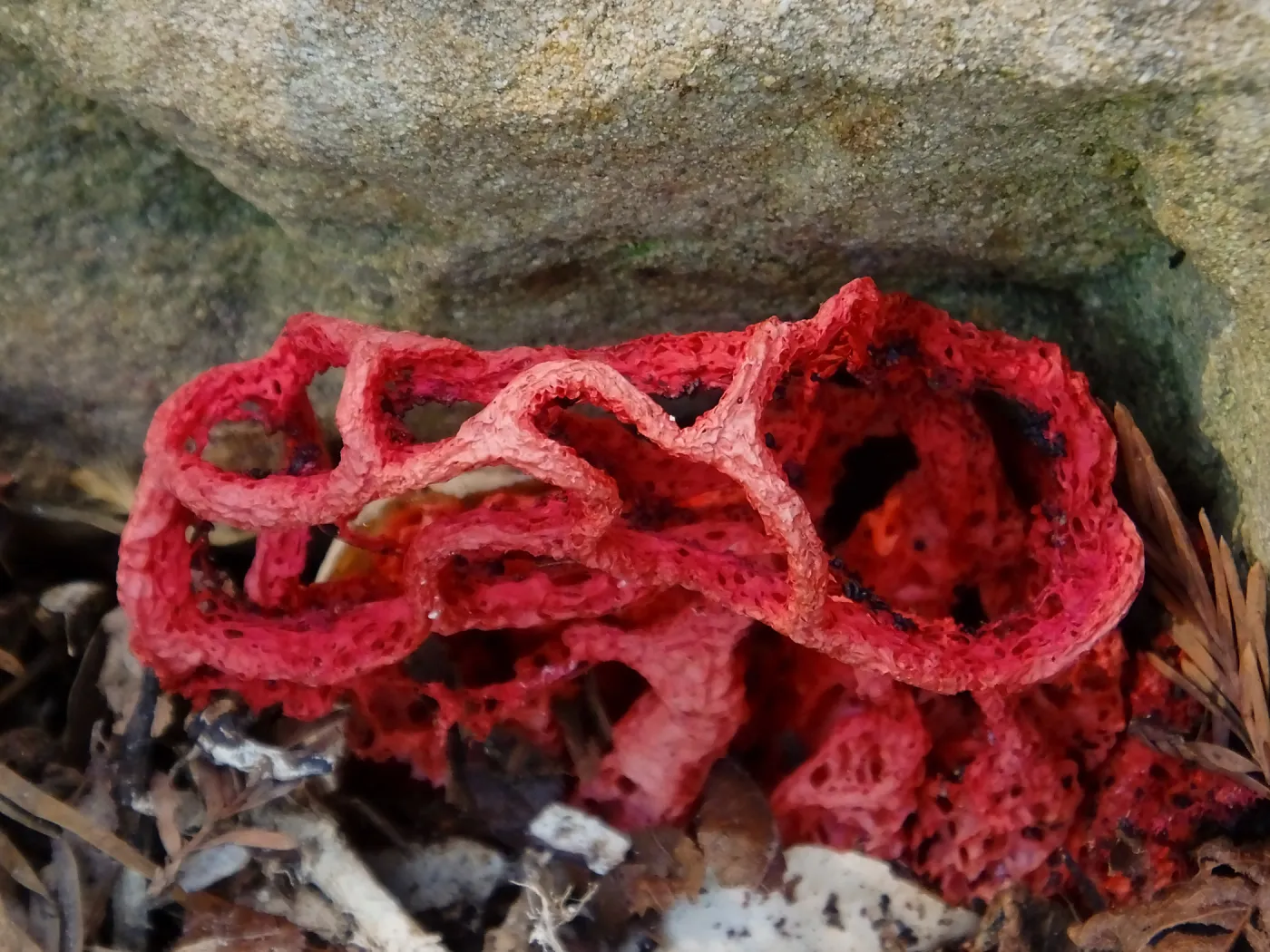 Red-Cage Fungus, Latticed Stinkhorn, Clathrus ruber in the Redwood Section