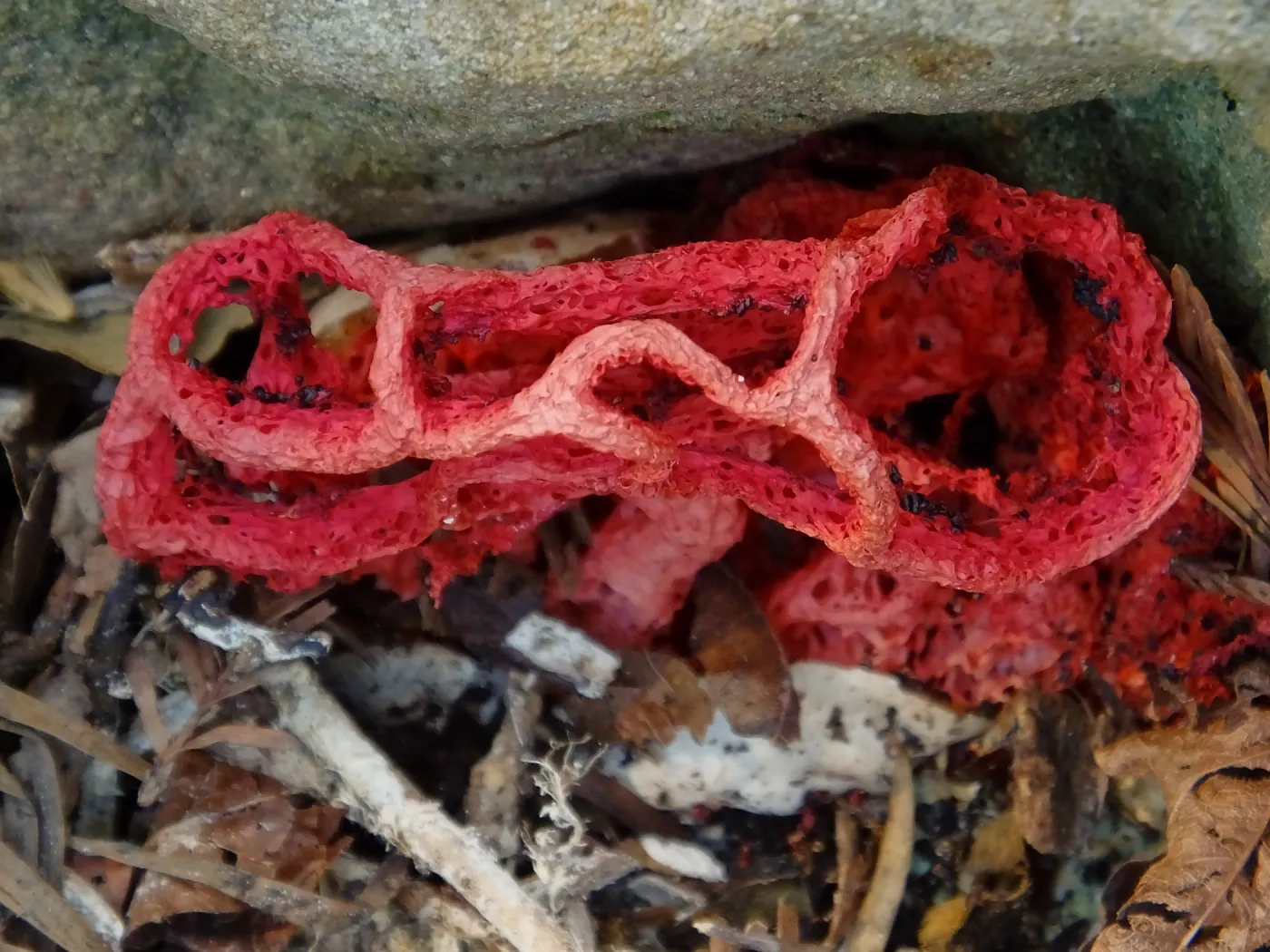 Red-Cage Fungus, Latticed Stinkhorn, Clathrus ruber in the Redwood Section