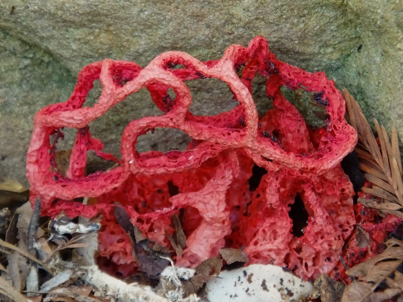 Red-Cage Fungus, Latticed Stinkhorn, Clathrus ruber in the Redwood Section