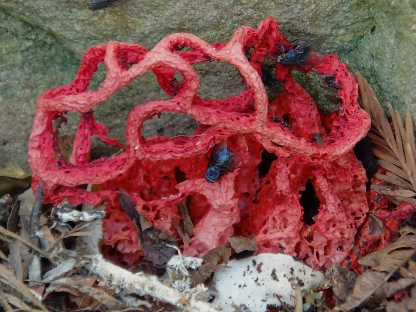 Red-Cage Fungus, Latticed Stinkhorn, Clathrus ruber in the Redwood Section