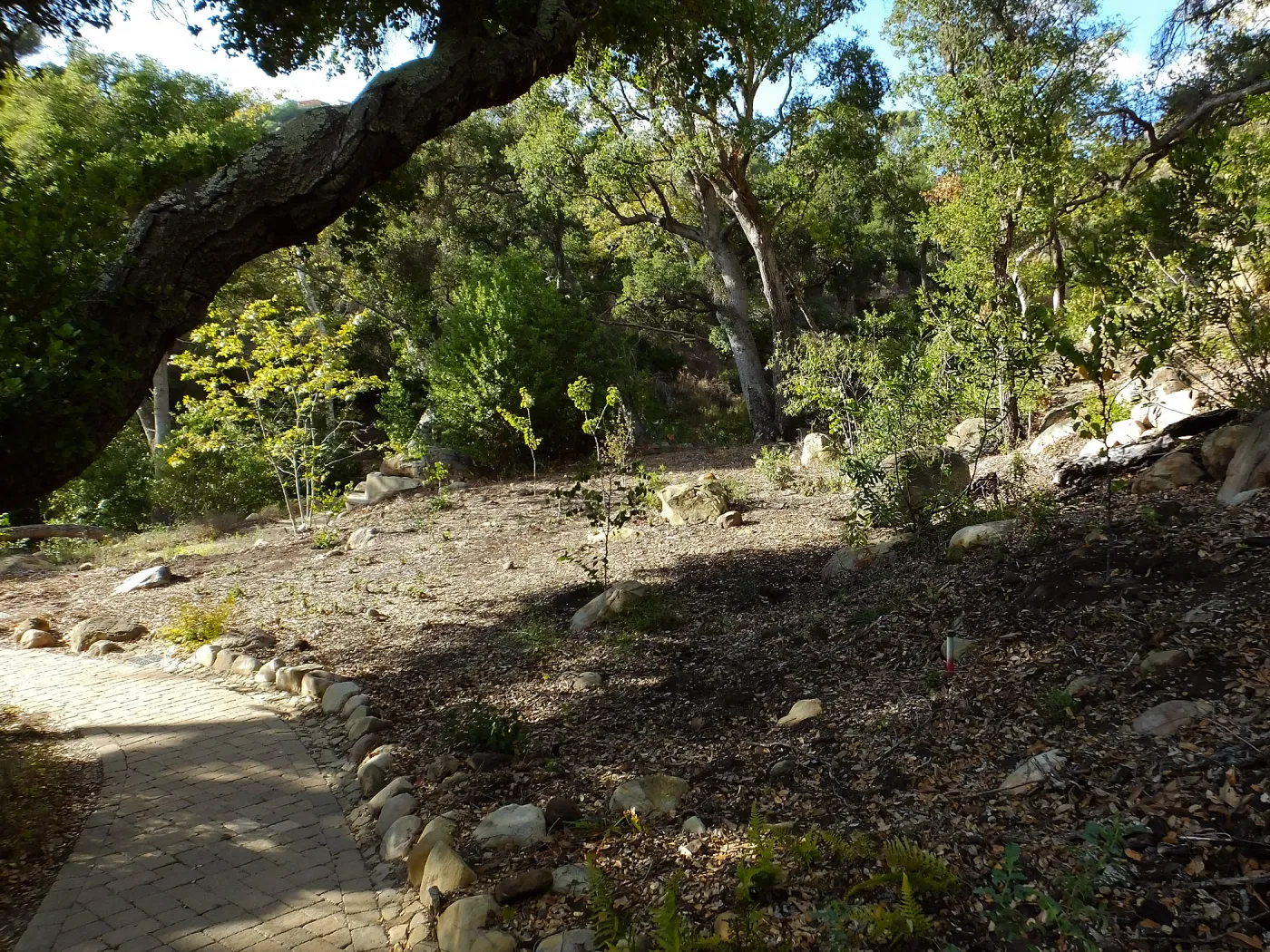 Wooded Dell, newly planted trees