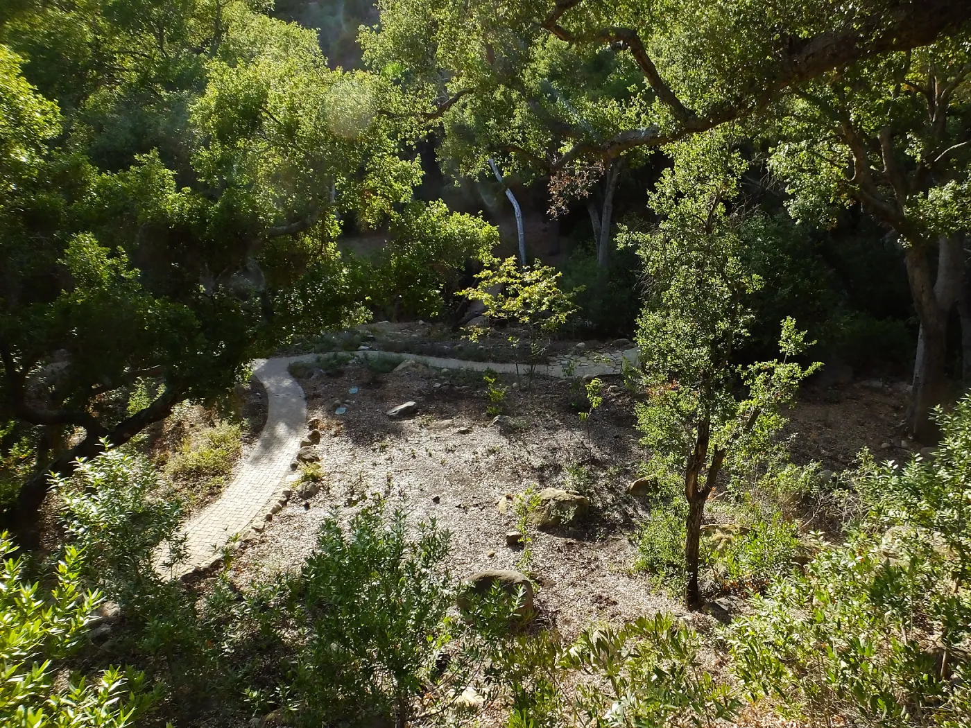 Wooded Dell, newly planted trees, view from picnic area
