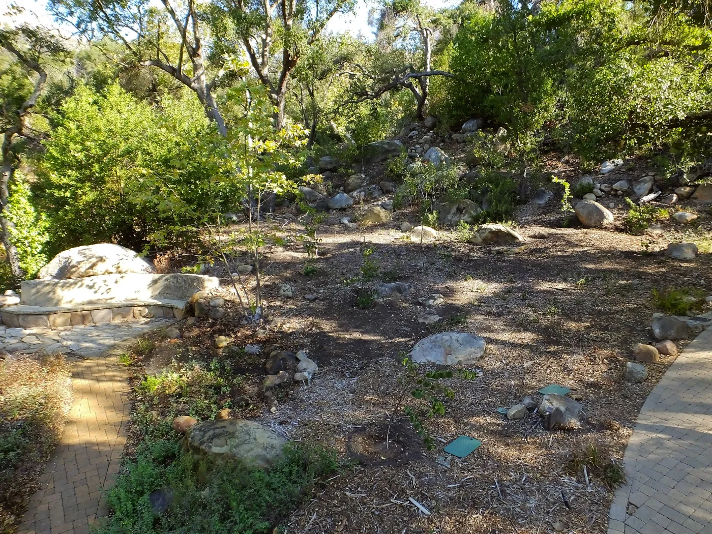 Wooded Dell, newly planted trees