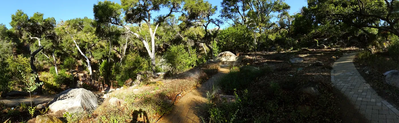 Wooded Dell, newly planted trees, panorama with Campbell Bridge and Campbell Bench