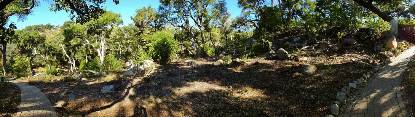 Wooded Dell, newly planted trees, panorama