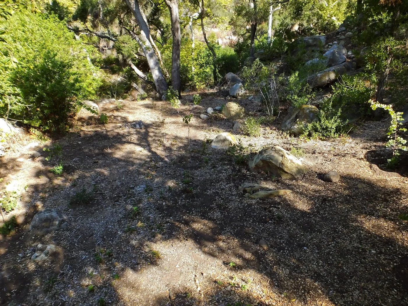 Wooded Dell, newly planted trees
