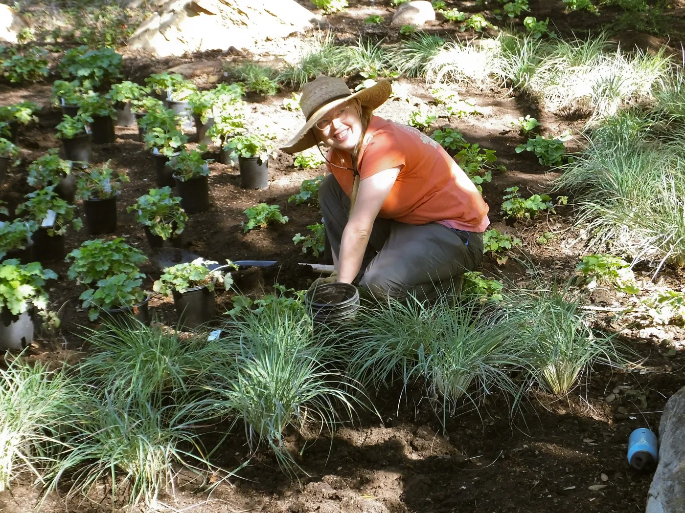 Wooded Dell, Heuchera planting