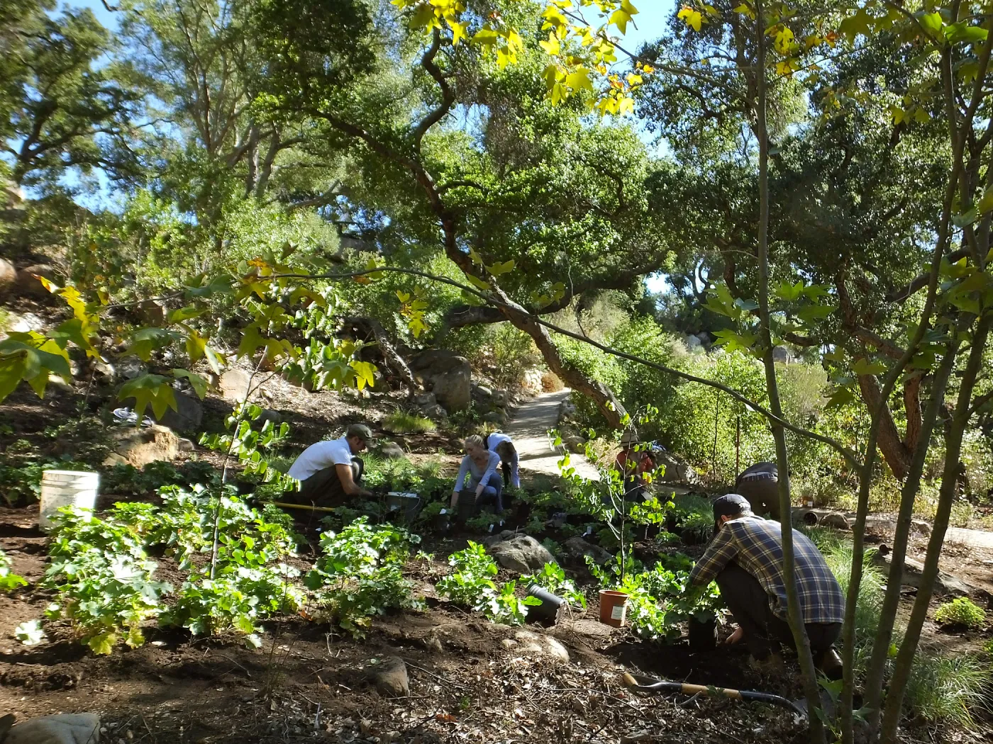 Wooded Dell, Heuchera planting