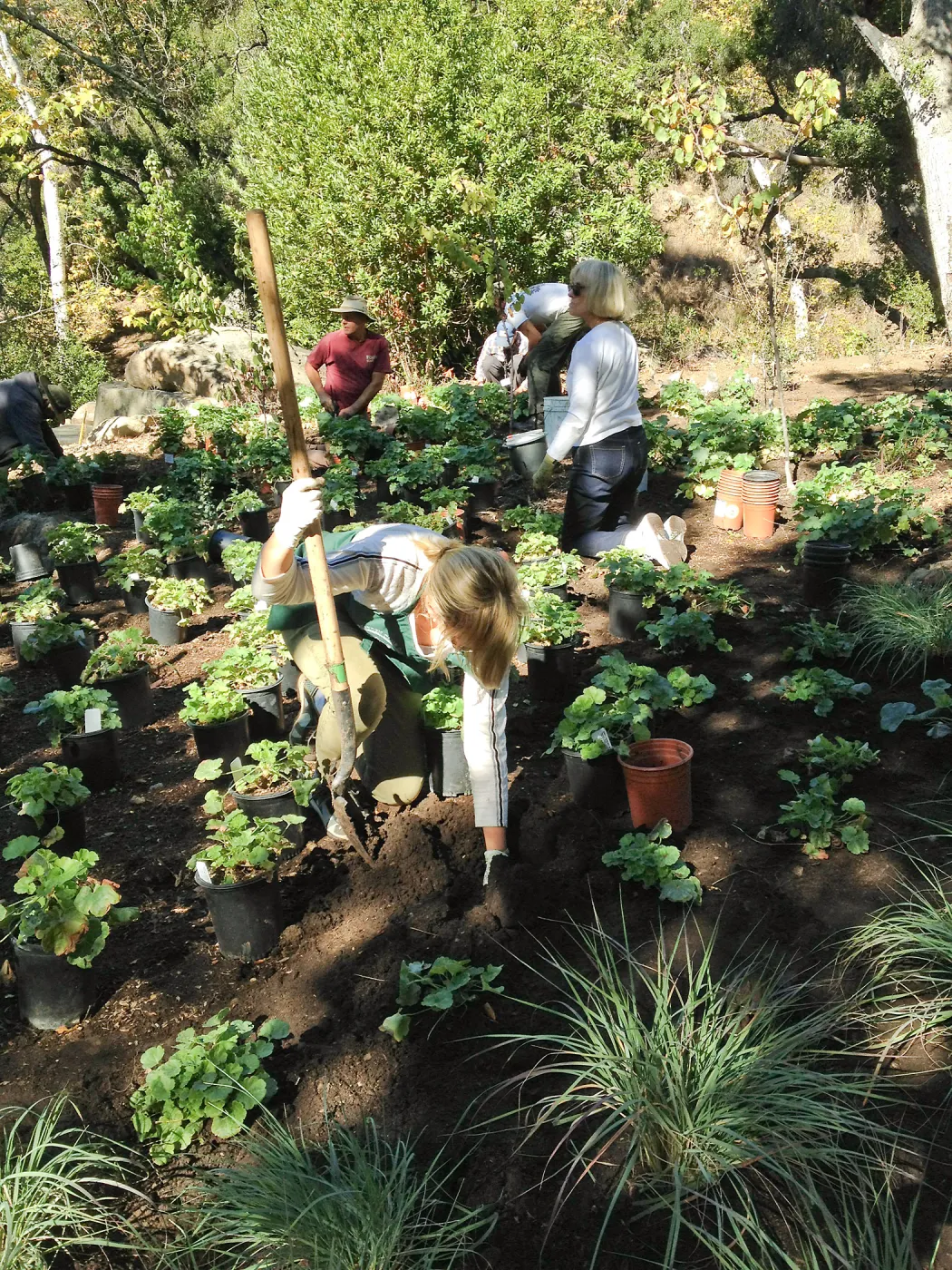 Wooded Dell, Heuchera planting, Garden Club of Santa Barbara volunteers