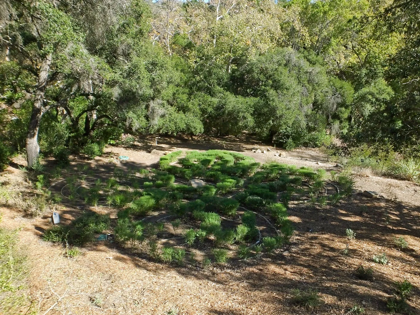 Centennial Maze