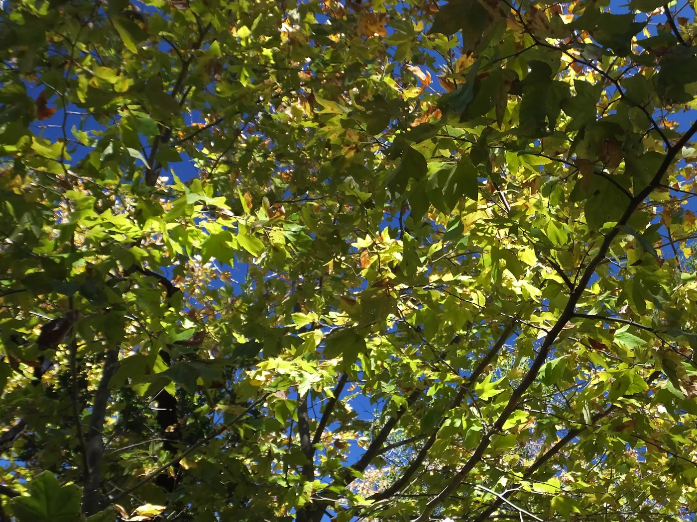 Autumn Sycamore in Canyon Section
