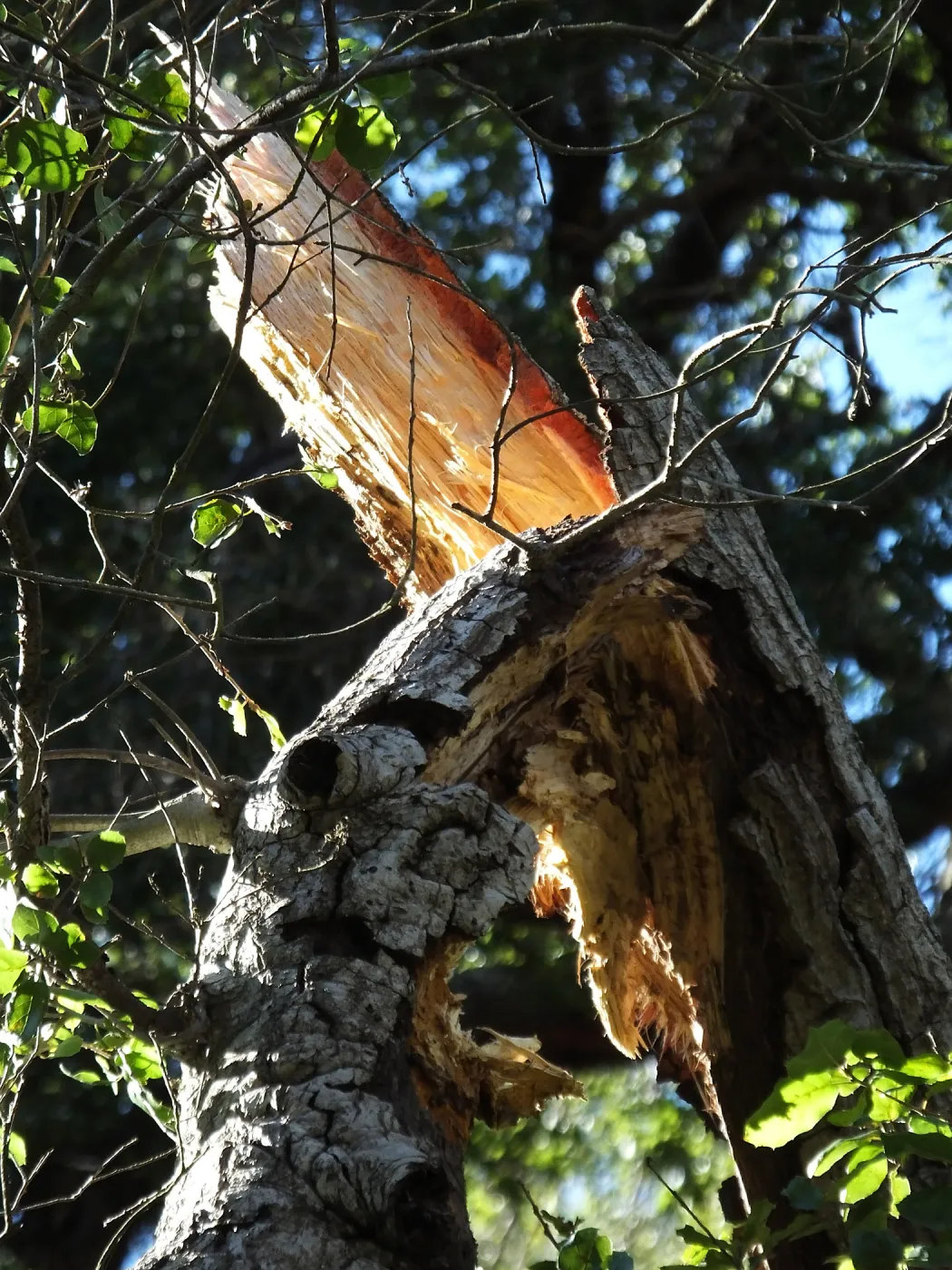 Broken branch on oak tree weakened by Jesusita Fire