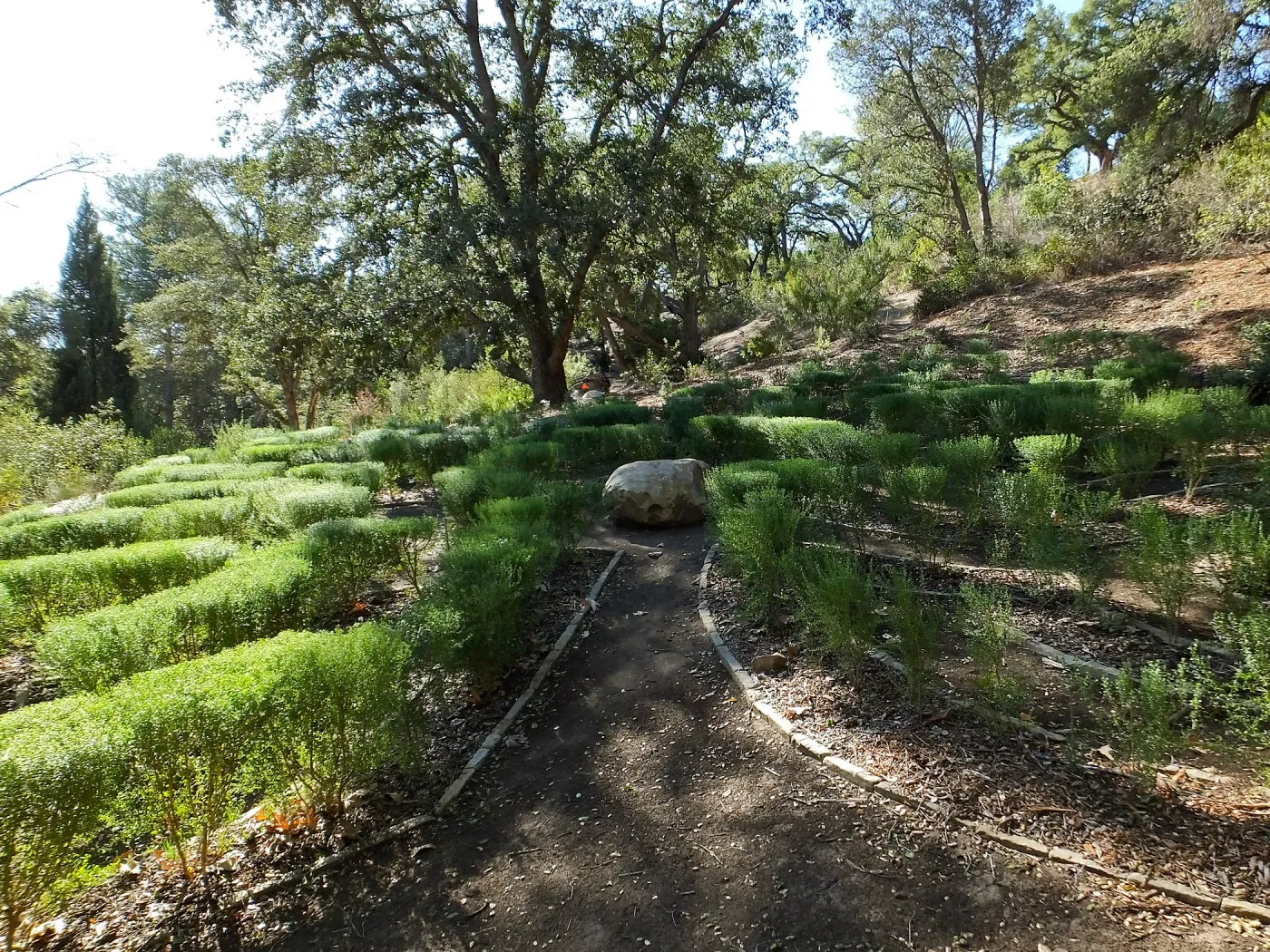 Centennial Maze