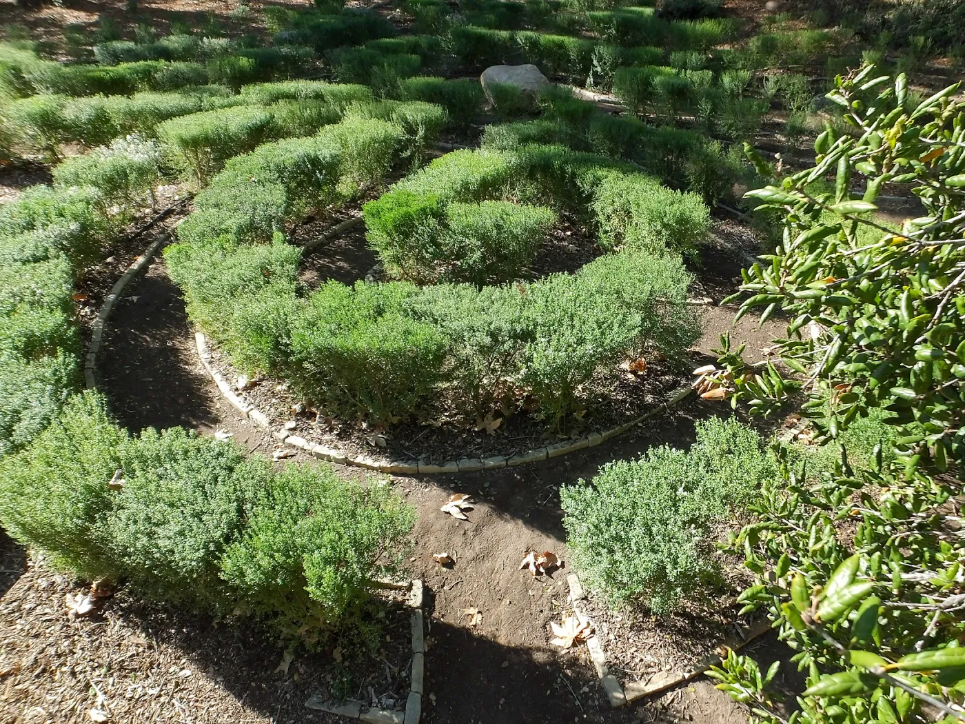 Centennial Maze