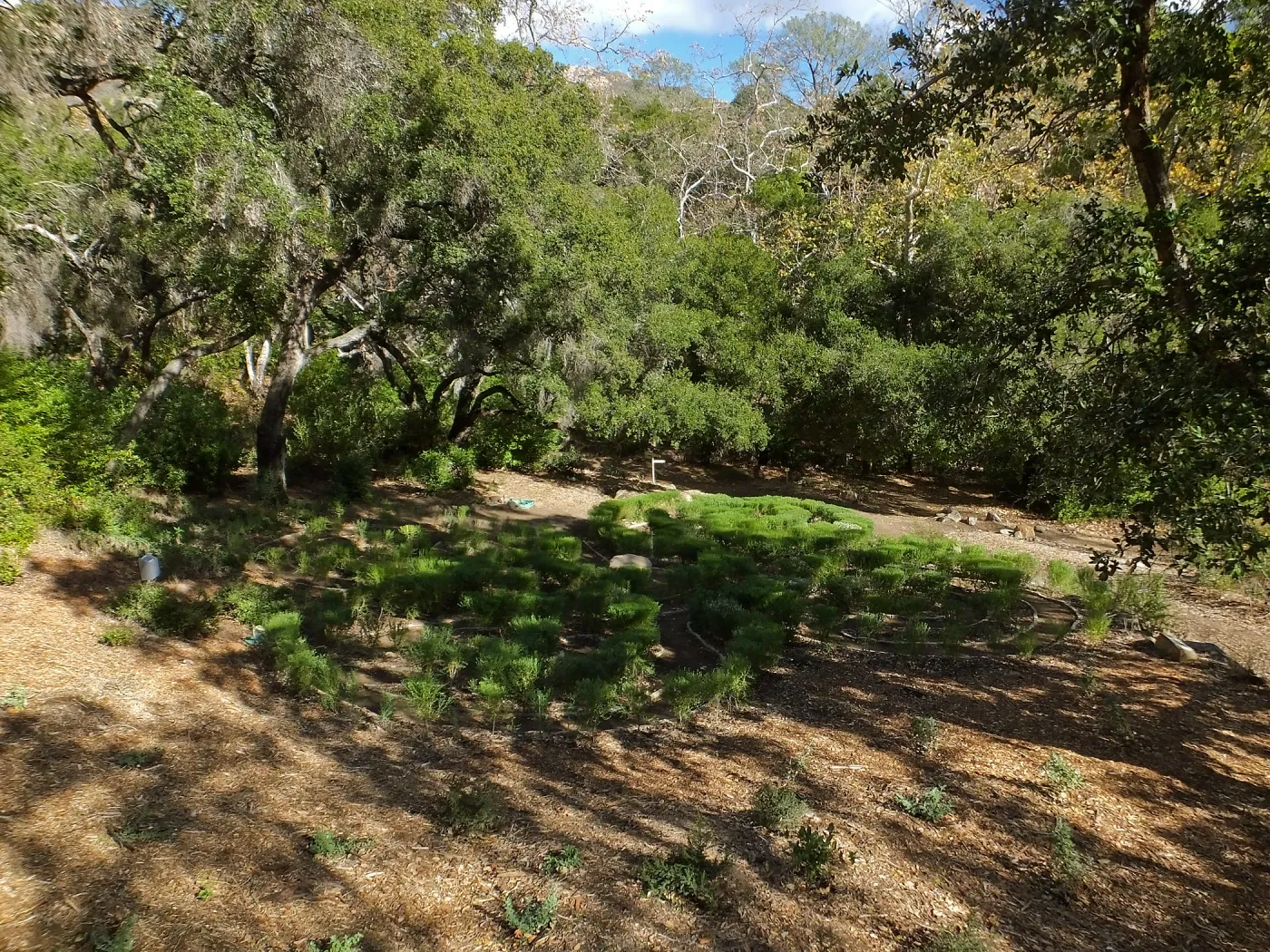Centennial Maze