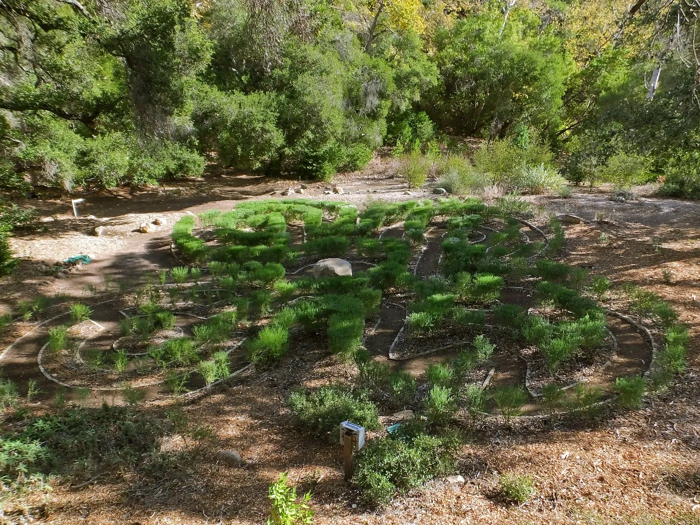Centennial Maze