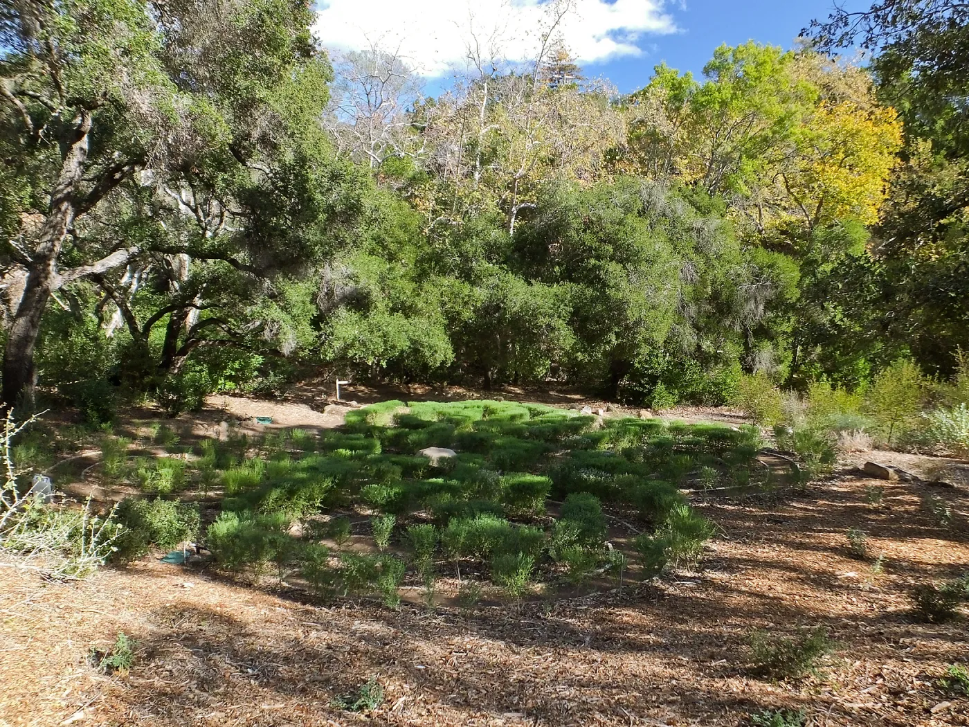 Centennial Maze