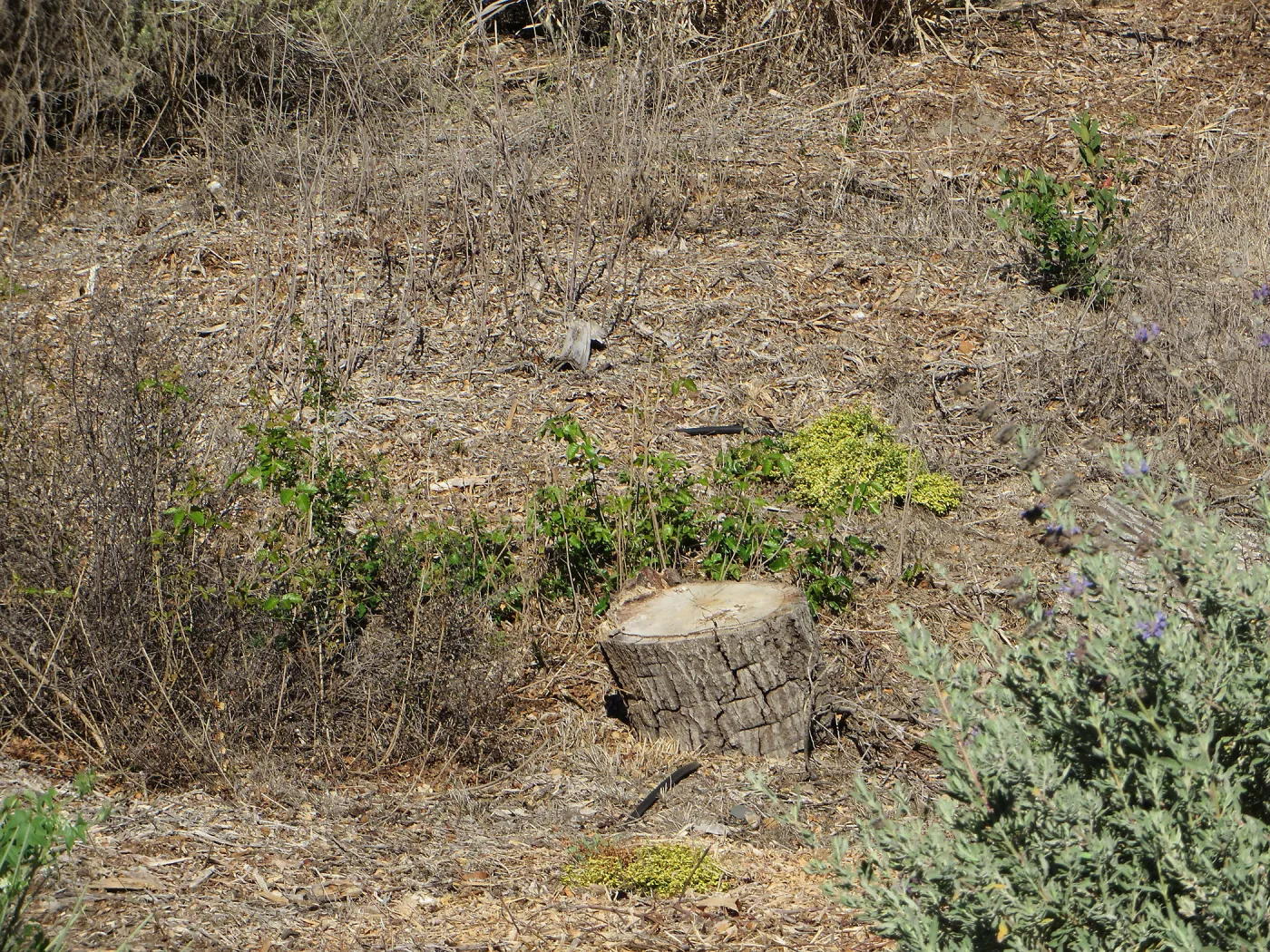 Triangle planting, Ceanothus thyrsiflorus, dwarf varieagated