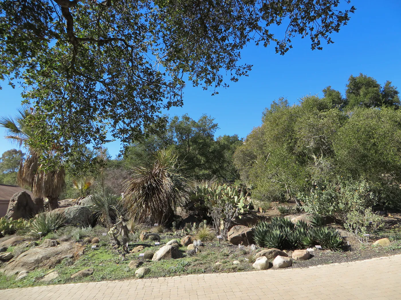 Desert Section