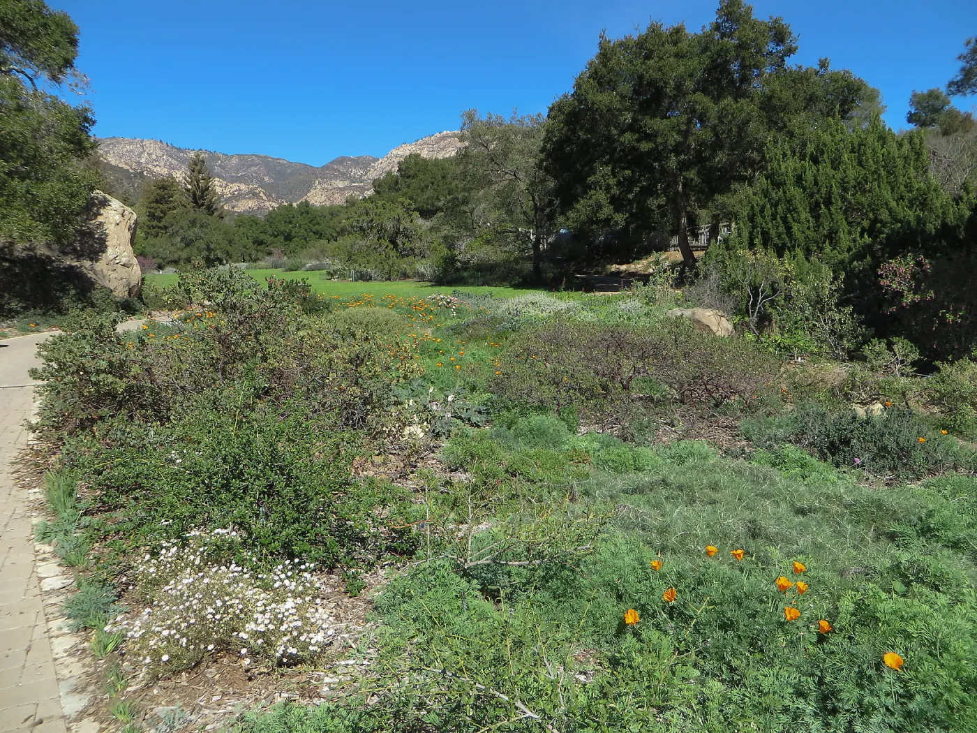 Ground Cover display