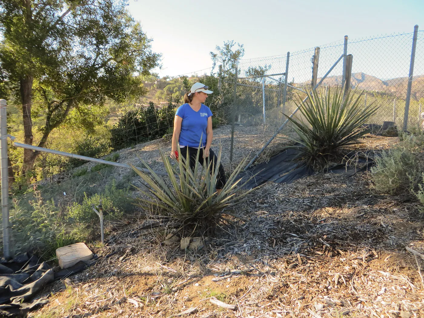 Hort Nursery, Heather Weynau, Nolina parryi