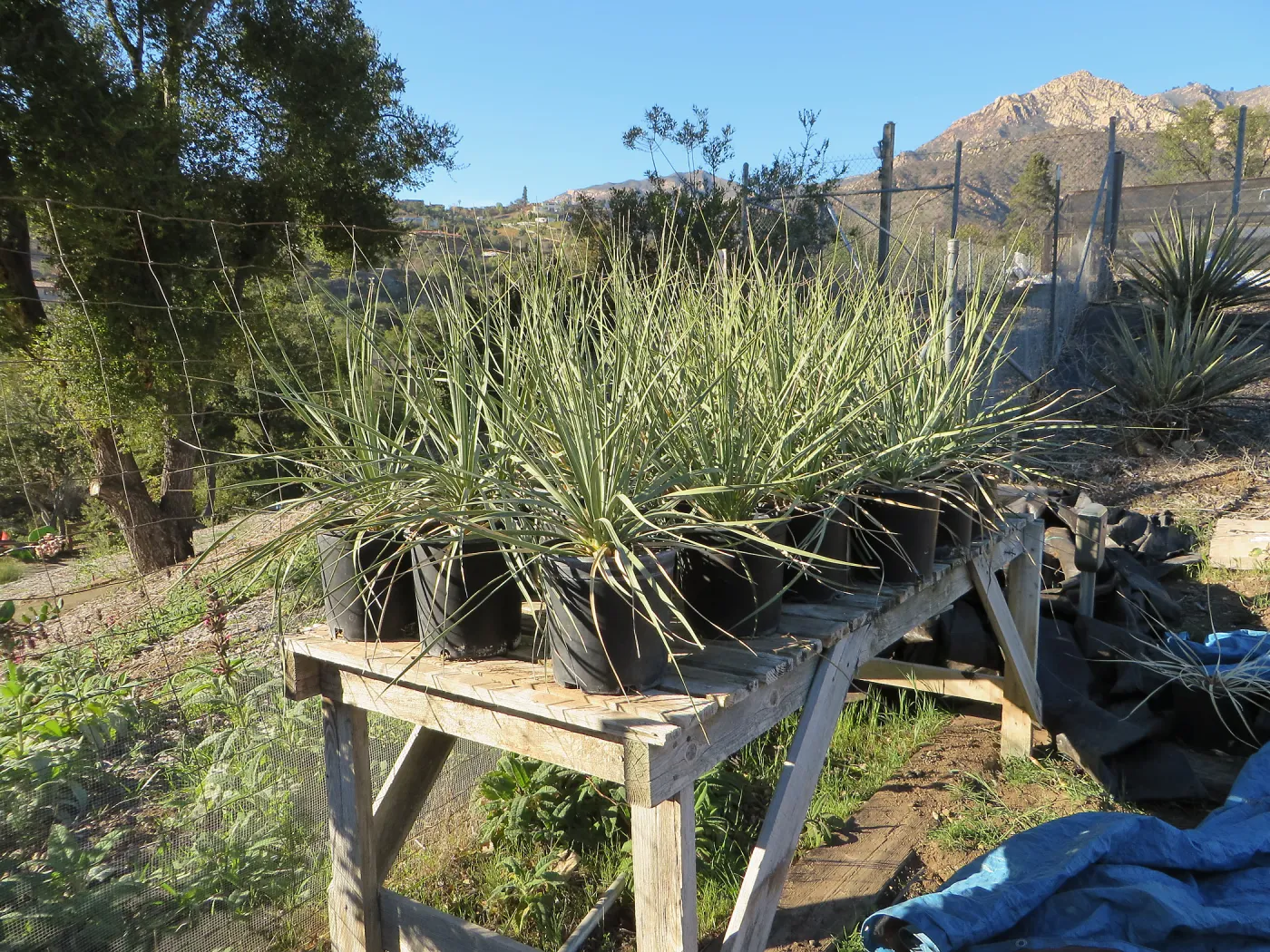 Hort Nursery, Nolina parryi