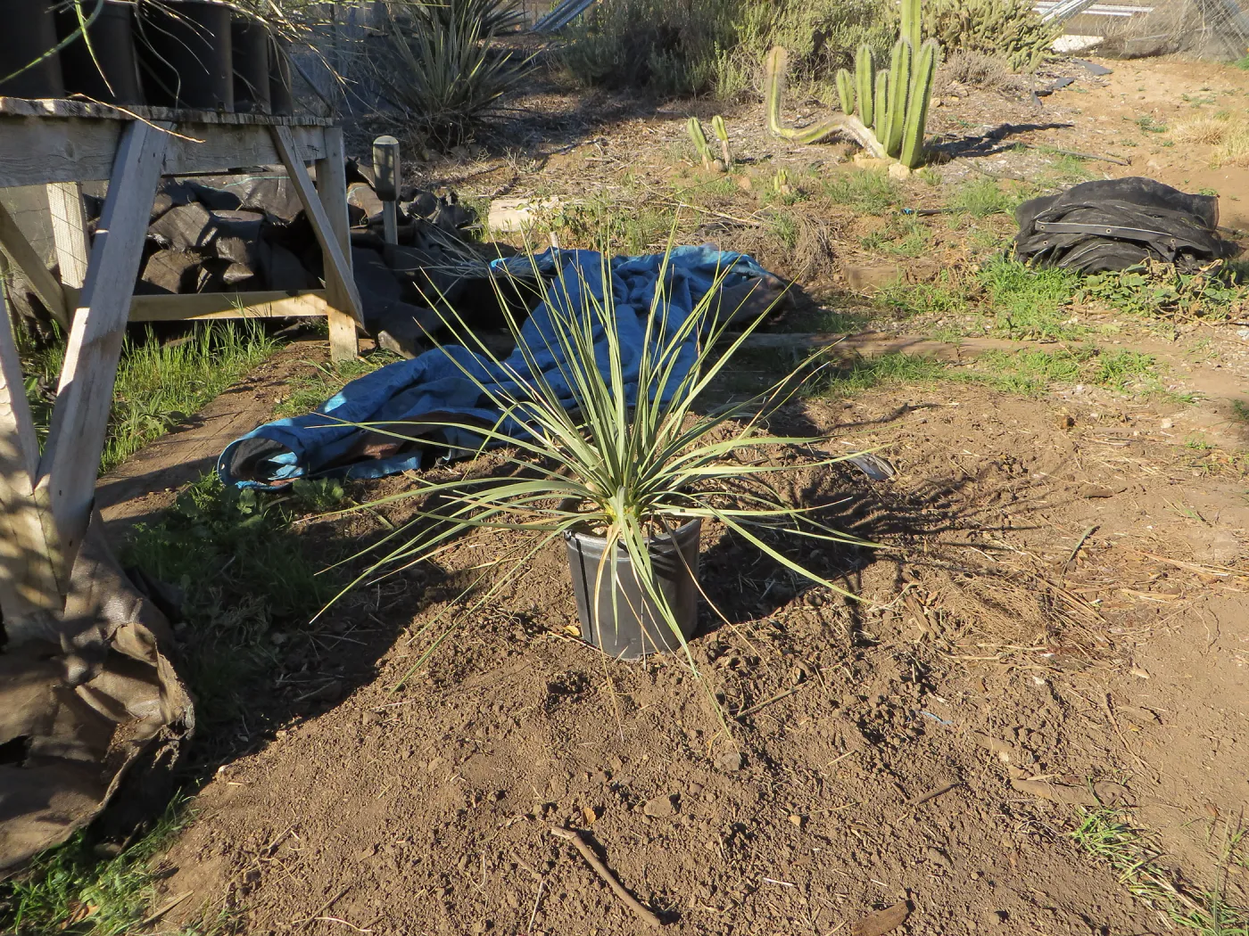 Hort Nursery, Nolina parryi