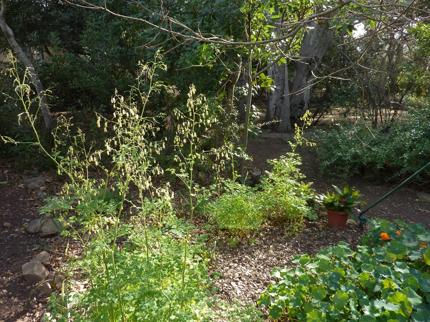 Naiman Garden, 2014 Native Garden Tour