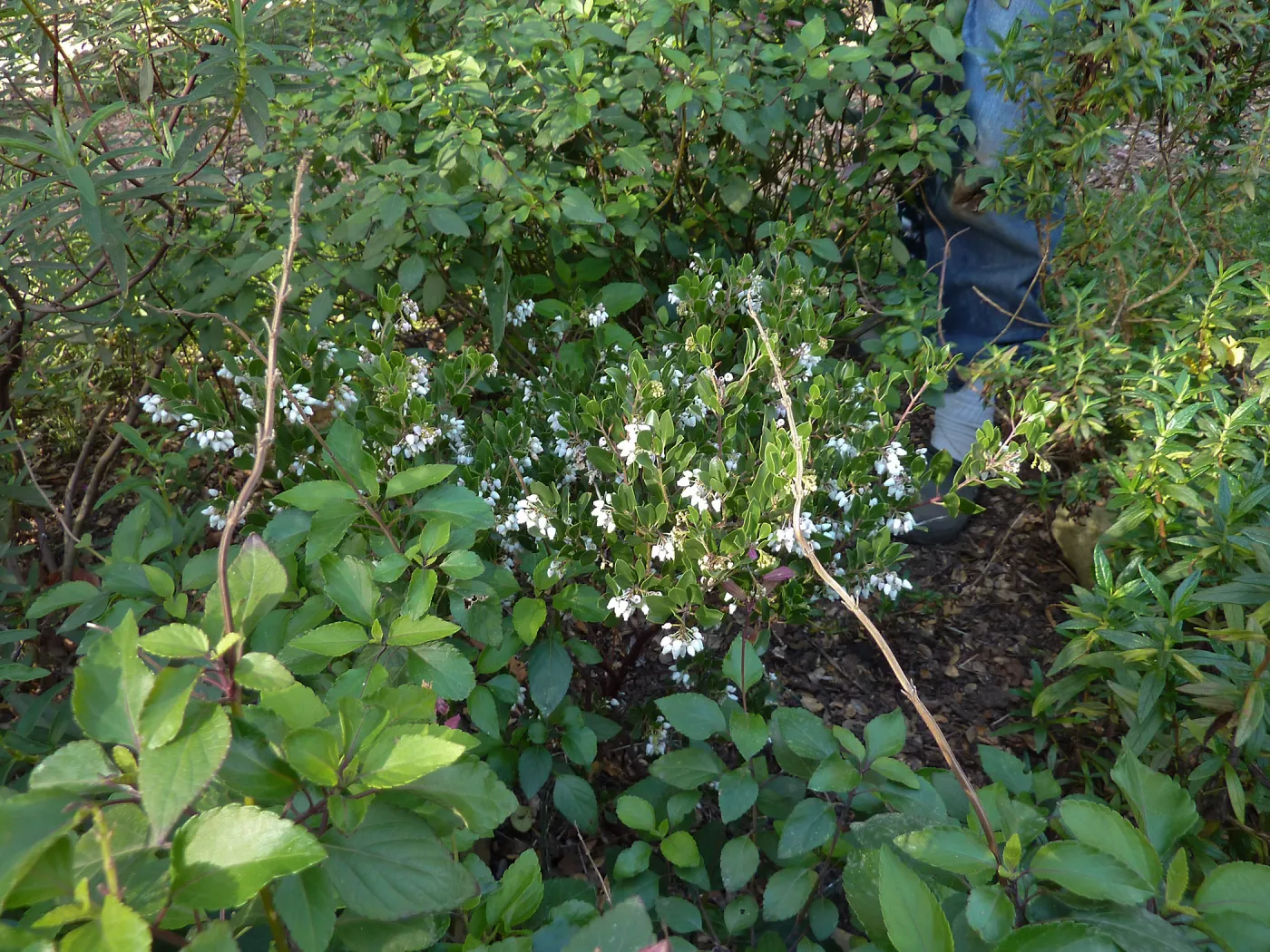 Naiman Garden, 2014 Native Garden Tour