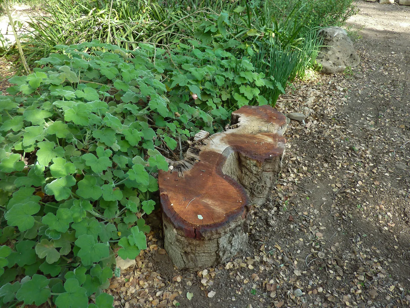 Naiman Garden, 2014 Native Garden Tour