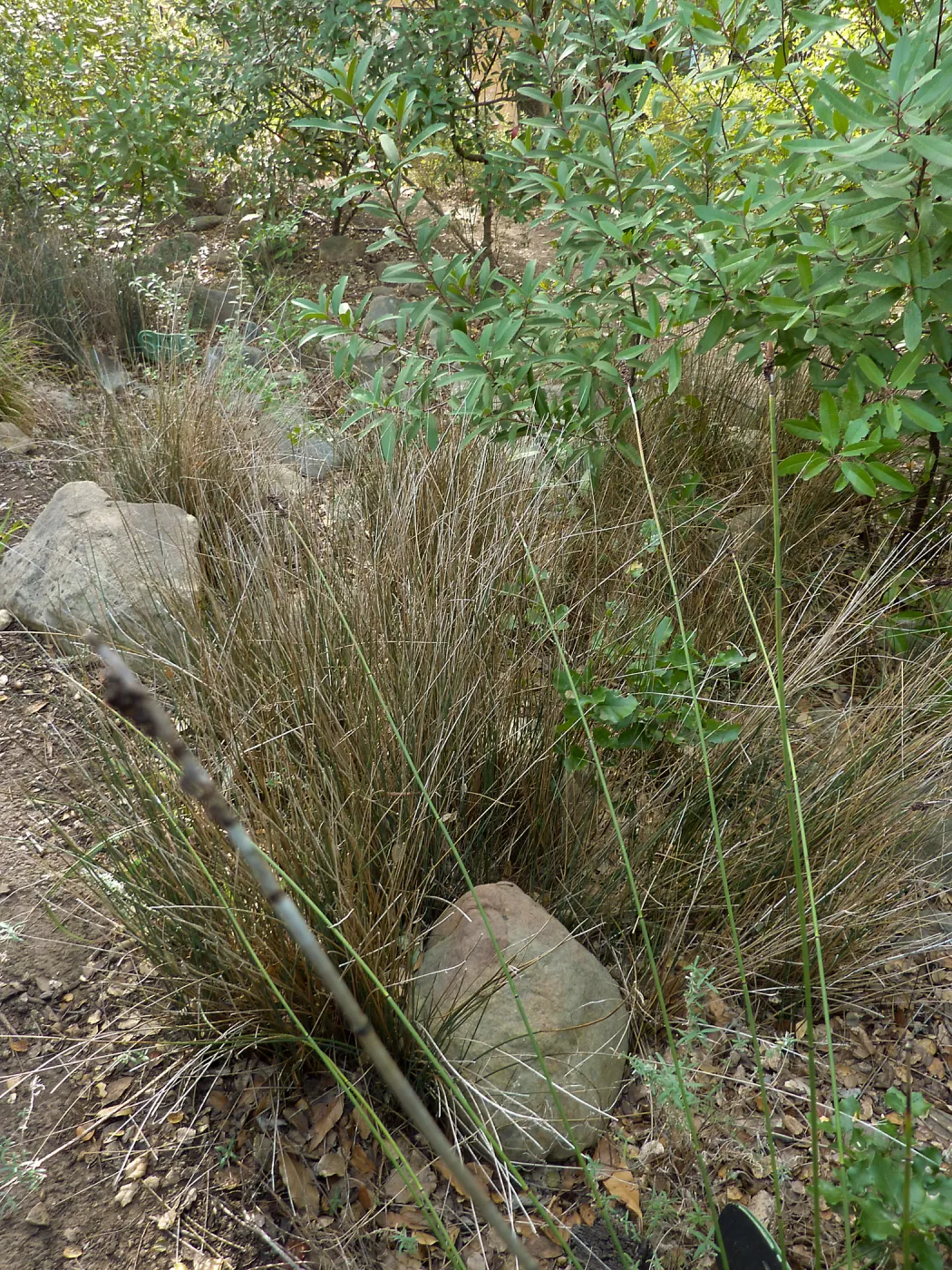 Naiman Garden, 2014 Native Garden Tour