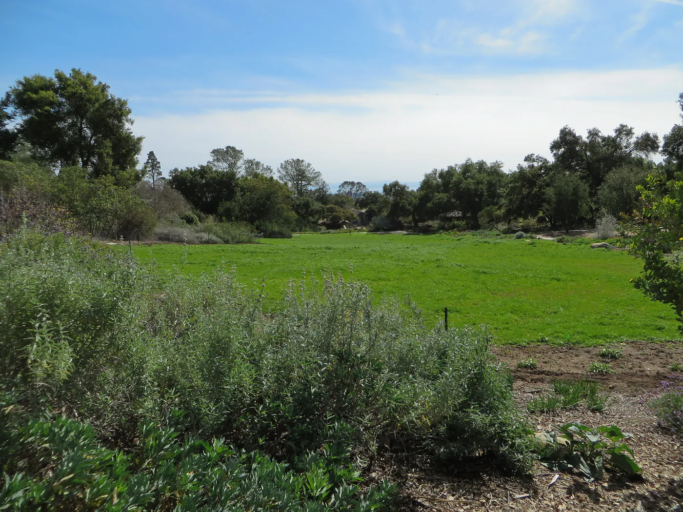 Meadow wildflower germination