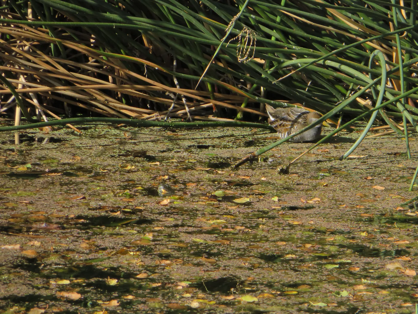 Sora Rail in the Garden POnd
